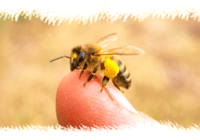 une abeille sur un doigt