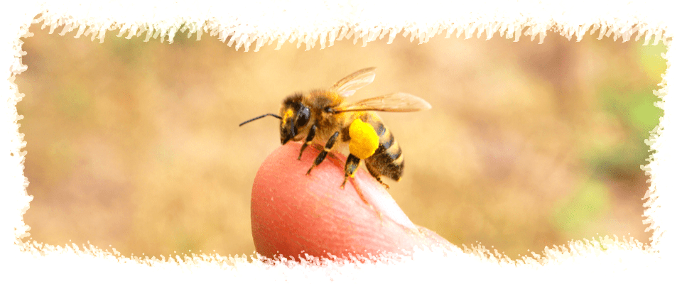La ruche et les abeilles 🐝  Février 2022