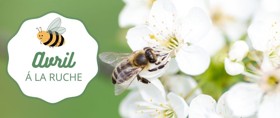 La ruche et les abeilles 🐝 Avril 2022